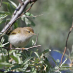 Pouillot de Bonelli (Camargue, avril 2014)