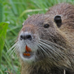 Ragondin - Camargue avril 2014