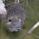 Ragondin - Camargue avril 2014
