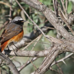 Rougequeue à front blanc (Camargue, avril 2014)