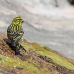 Serin cini - Ste Victoire Aix-en-Provence avril 2014