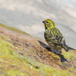 Serin cini - Ste Victoire Aix-en-Provence avril 2014