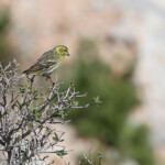 Serin cini - Ste Victoire Aix-en-Provence avril 2014