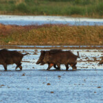 Sanglier (Camargue avril 2014)