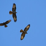Bondrées apivores - Plaine des Maures juin 2013