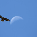 Bondrée apivore - Plaine des Maures juin 2013