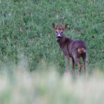 Chevreuil (Valensole mai 2014)