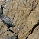 Cormoran huppé de Méditerranée adulte