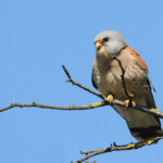 Faucon crécerellette - Plan de La Garde - mars 2013