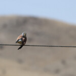 Faucon crécerellette - Arménie - août 2013
