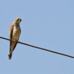 Faucon crécerellette - Arménie - août 2013