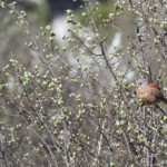 Faucon crécerellette - Plan de La Garde - mars 2013