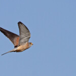 Faucon crécerellette - Plan de La Garde - mars 2013