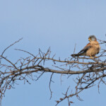 Faucon crécerellette - Plan de La Garde - mars 2013