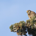 Faucon crécerellette - Plan de La Garde - mars 2013