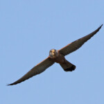 Faucon crécerellette - Plan de La Garde - mars 2013