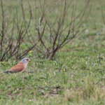 Faucon crécerellette - Plan de La Garde - mars 2013