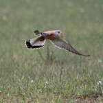 Faucon crécerellette - Plan de La Garde - mars 2013