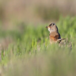 Fauvette à lunettes