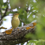 Hypolaïs polyglotte (Valensole, 04)