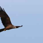 Milan noir (Plaine des Maures mai 2014)