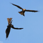 Milan noir (Plaine des Maures mai 2014)