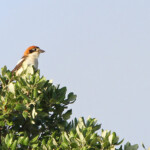 Pie-grièche à tête rousse (mai 2014)