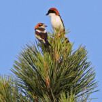 Couple de Pie-grièche à tête rousse (mai 2014)