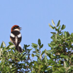 Pie-grièche à tête rousse (mai 2014)