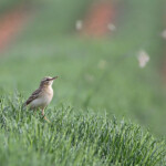 Pipit rousseline