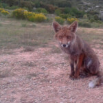 Renard roux (Aix mai 2014)