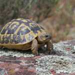 Tortue d'Hermann (mai 2014)