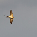 Hirondelle rousseline, Cuers, France