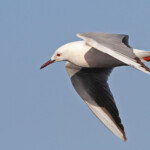 Goéland railleur - Hyères juin 2014