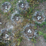 Nids de Goélands railleurs