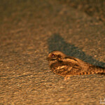 Engoulevent d'Europe (Hyères, Var)