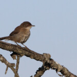 Jeune Fauvette mélanocéphale