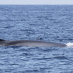 Rorqual commun (22/06/2014 - large des Iles d'Hyères)