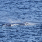 Rorqual commun (22/06/2014 - large des Iles d'Hyères)