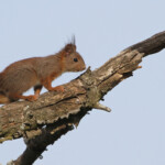 Écureuil roux (Pays d'Aix juin 2014)