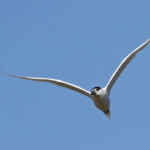 Sterne caugek (Salins de Berre)