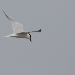 Sterne hansel (Delta de l'Ebre)