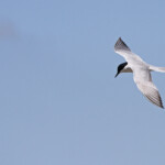 Sterne hansel (Camargue, mai 2013)