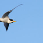 Sterne naine (Salins des Pesquiers - Hyères - 2013)