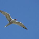 Sterne pierregarin (Salins de Berre)