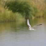 Sterne pierregarin (Arménie PN Arpi- août 2013)