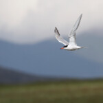 Sterne pierregarin (Arménie PN Arpi- août 2013)