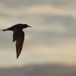 Sterne pierregarin (Norvège Lofoten août 2012)