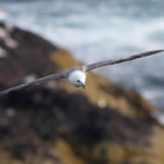 Fulmar boréal - Abb's Head 10/07/2014