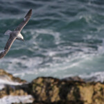 Fulmar boréal - Abb's Head 10/07/2014
